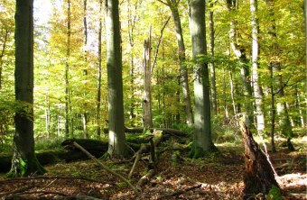 Spessart Naturschutzgebiet | © Thomas Staab