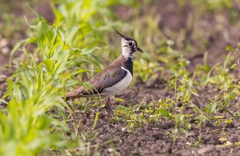 Kiebitz | © Andreas Hartl