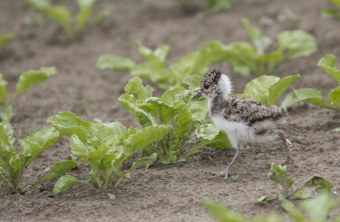 Kiebitzküken | © Ralph Sturm