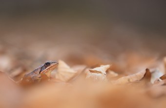 Grasfrosch im Laub | © Stefan Masur