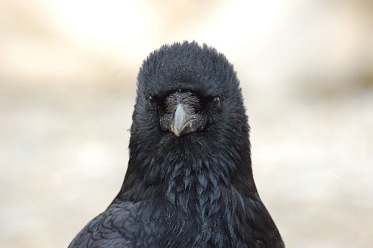 Rabenkrähe Nahaufnahme, sie schaut direkt in die Kamera | © Norbert Steffan