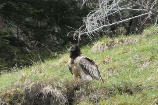 Recka  |© Silke Moll