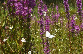 München | © Renate Raatz (München)