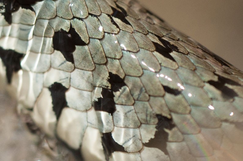 Ausschnitt Ringelnattermuster | © Josef Baumgartner