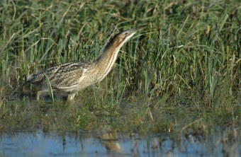 Rohrdommel im Moor | © Henning Werth