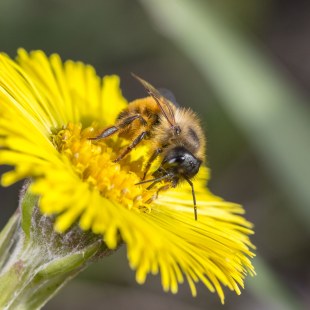 Rote Mauerbiene Nektar | © Ralph Sturm