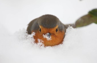 Rotkehlchen - Gewinnerfoto 2016 | © Ferdinand Baer
