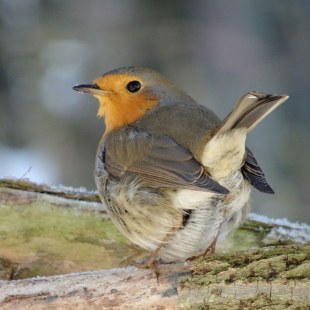 Rotkehlchen von hinten auf einem Baumstamm | © Maria Bauer