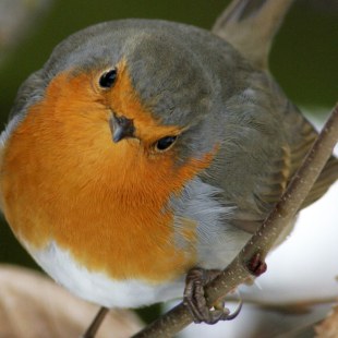 Großaufnahme Rotkehlchen, es schaut direkt in die Kamera | © Sieghart Muthsam