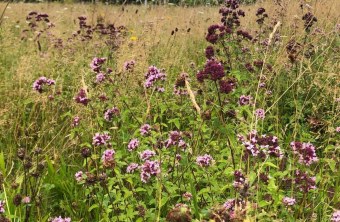 Neumarkt | © Sabina Hohn (Neumarkt)
