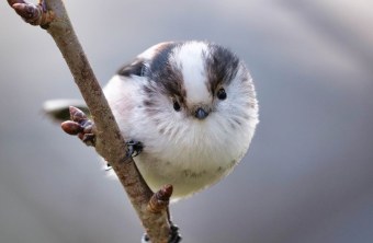 Schwanzmeise - Gewinnerfoto 2020 | © Michael Schiebelsberger