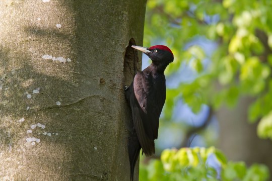 Schwarzspecht an einem Baum | © Marcus Bosch