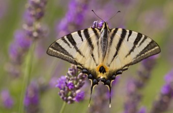 Segelfalter | © Andreas Hartl