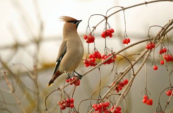 Seidenschwanz auf Apfelbaum | © Dieter Hopf