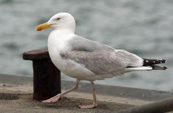Silbermöwe am Hafen | © Claudia Becher