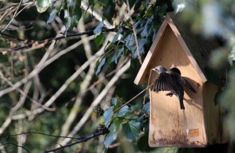 Star mit Nistmaterial vor Nistkasten | © Ingo Rittscher