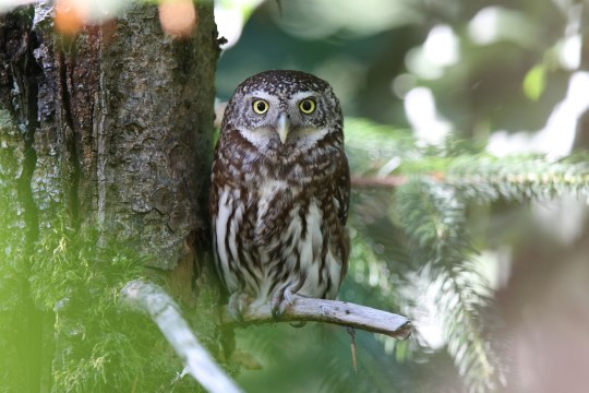 Sperlingskauz sitzt auf einem kahlen Ast auf einem Nadelbaum | © Dr. Christoph Moning