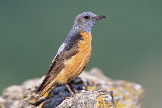 Steinrötel auf Fels | © Berndt Fischer