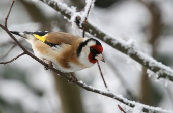 Ein Stieglitz, auch Distelfink genannt, sitzt in einem verschneiten Baum | © Monika Graf