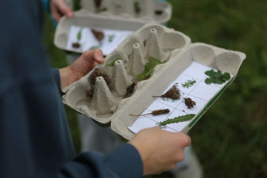 Ein Teilnehmer hält ein Eierkarton voller Naturfundstücke beim LBV Streuobstwiesenfest in München | © Stefanie Holzwarth