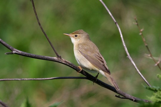 Sumpfrohrsänger auf Ast | © Zdenek Tunka