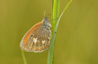Neumarkt | © Susanne Steele (Neumarkt)