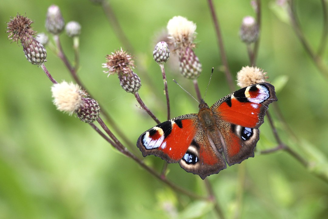 Tagpfauenauge sitzt auf einer Pflanze | © A. Hatlapa