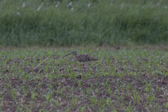 Tajo | © Jan Heikens/LBV