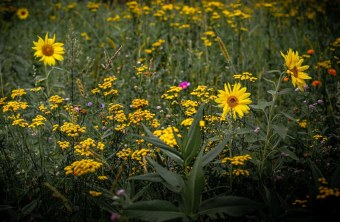 Straubing-Bogen | © Thilo Wagner (Straubing-Bogen)