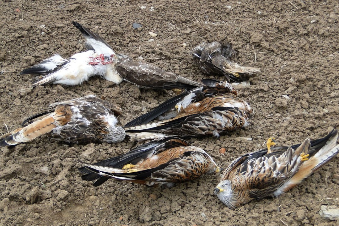 Vergiftete Rotmilane | © F. Buechig