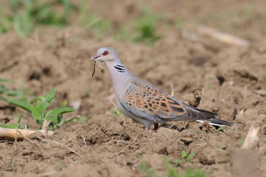 Turteltaube am Boden mit Nistmaterial im Schnabel | © Zdenek Tunka
