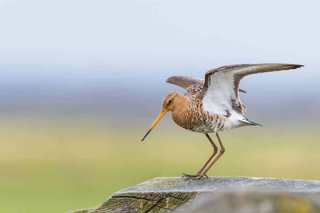 Uferschnepfe auf Baumstumpf | © Bosch Christoph