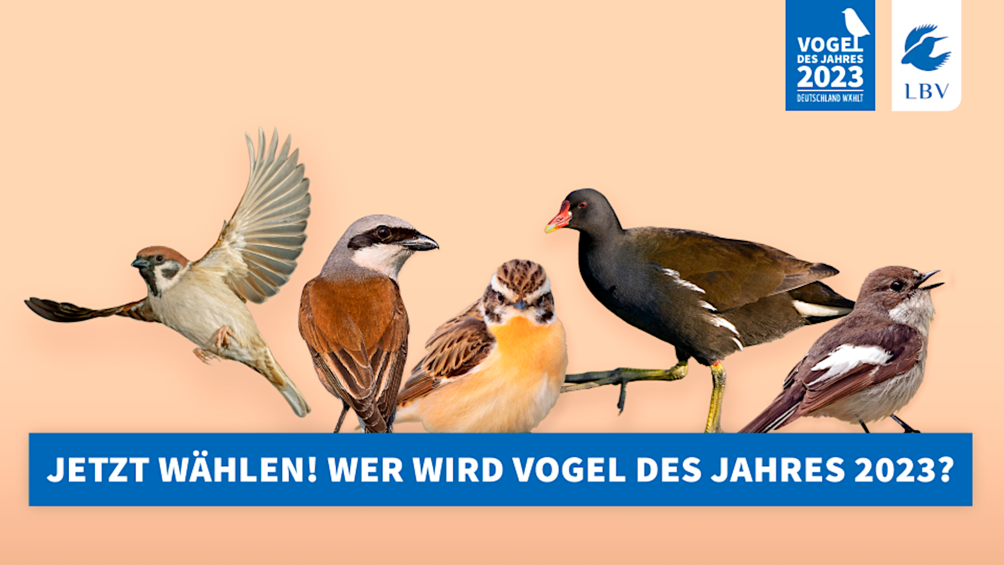 Vogelwahl 2023