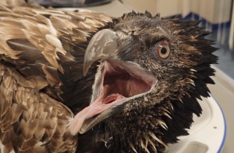 Vinzenz in der Pflegestation 2025 | © Klaus Mayer