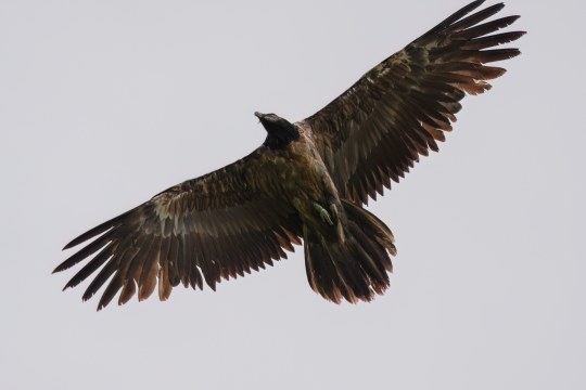 Junggeier Volta |© Paola Dovi Fenini