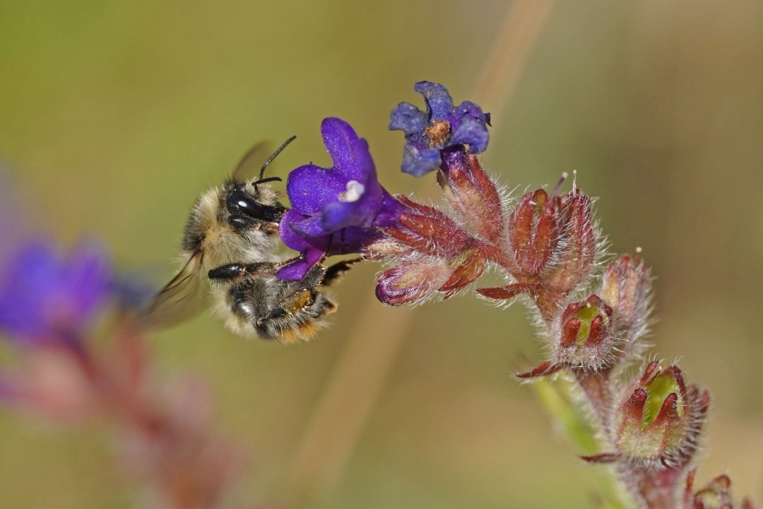 Waldhummel an Ochsenzunge | © Julia Moning