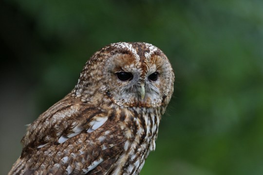 Waldkauz im Portrait vor einem dunkelgrünen, verschwommenen Hintergrund | © Dr. Christoph Moning
