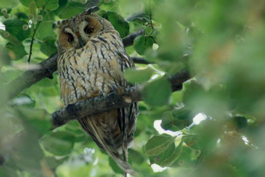 Waldohreule in einem Baum im Steigerwald | © Thomas Stephan