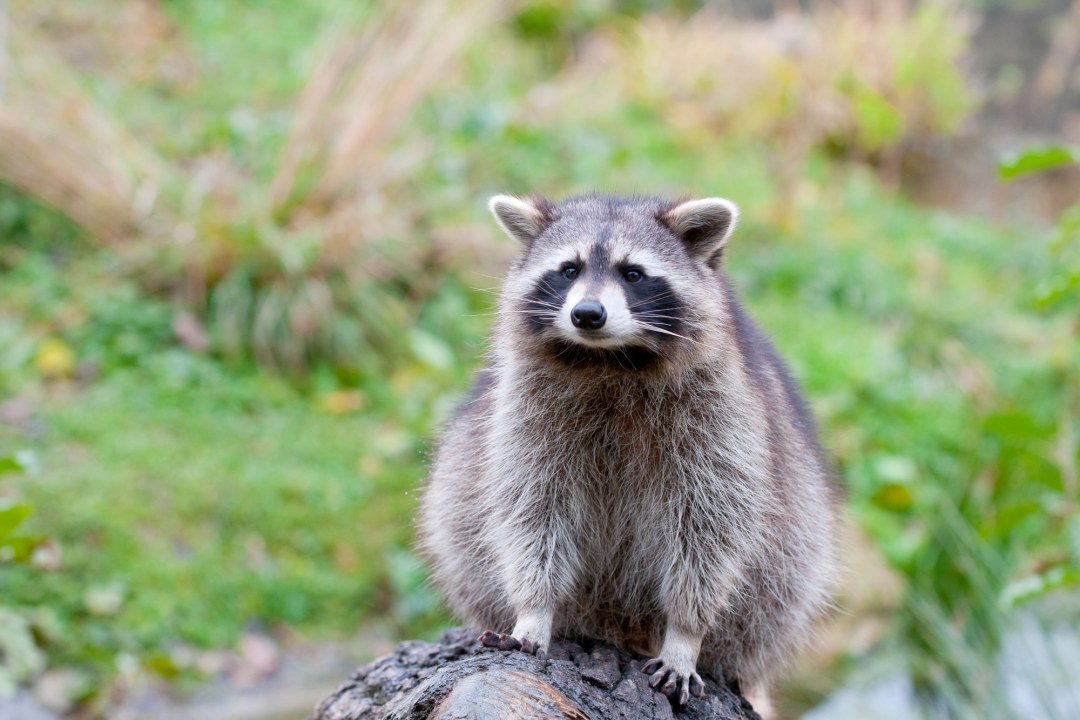Waschbär sitzt auf einem Baumstamm, im Hintergrund grün | © Christoph Bosch