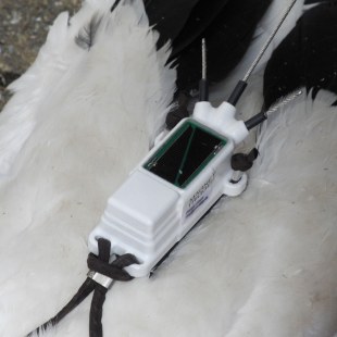 Sender für Satelliten-Telemetrie auf einem Weißstorch | © Helene Röhl