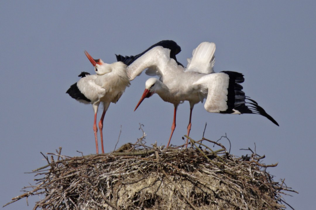 Klapperndes Weißstorchenpaar in seinem Horst | © Marcus Bosch