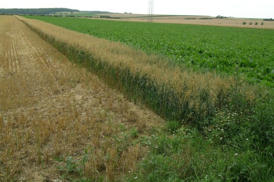 Stehengelassener Getreidestreifen | © Alf Pille