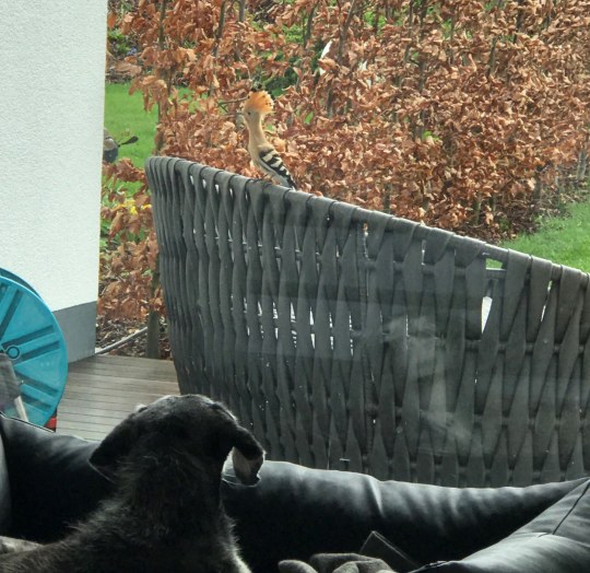 Hund beobachtet von drinnen einen Wiedehopf, der draußen auf einer Sessellehne sitzt | © Lara-Joy Balzer