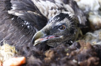 Bartgeier Wiggerl in der Nische | © Markus Leitner