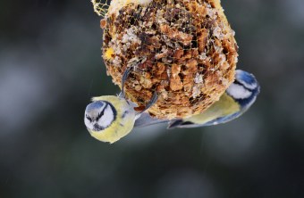 Zwei Blaumeisen hängen an einem Futtersack | © Zdenek Tunka