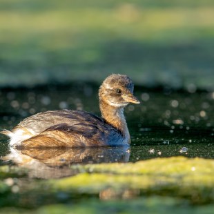 Zwergtaucher |© Ansgar Forster