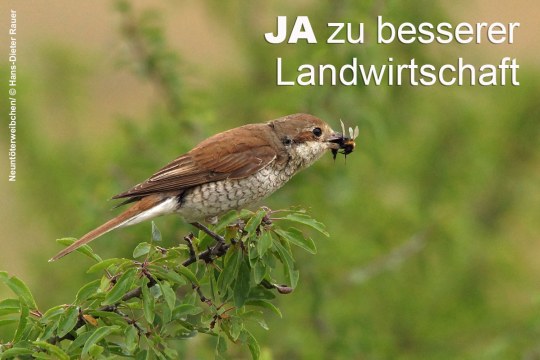 Neuntöter mit einer Hummel im Schnabel | @ LBV