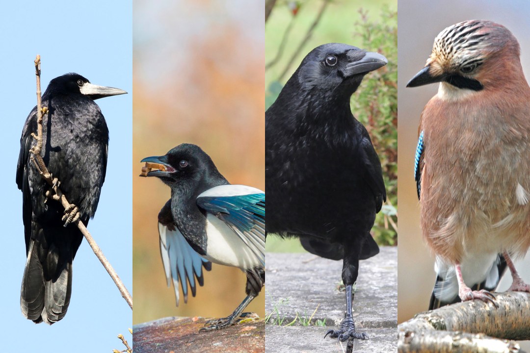 Saatkrähe, Elster, Rabenkrähe und Eichelhäher | © Hans Wolf/Ralph Sturm/Reinhold Peisker/Walter Reichert