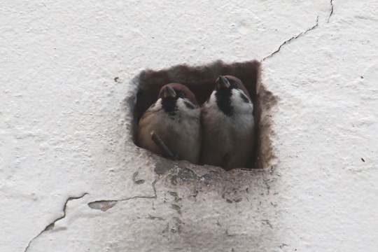 Zwei Feldsperlinge schauen aus einer Öffnung in einer Hauswand heraus | © Reinhold Peisker