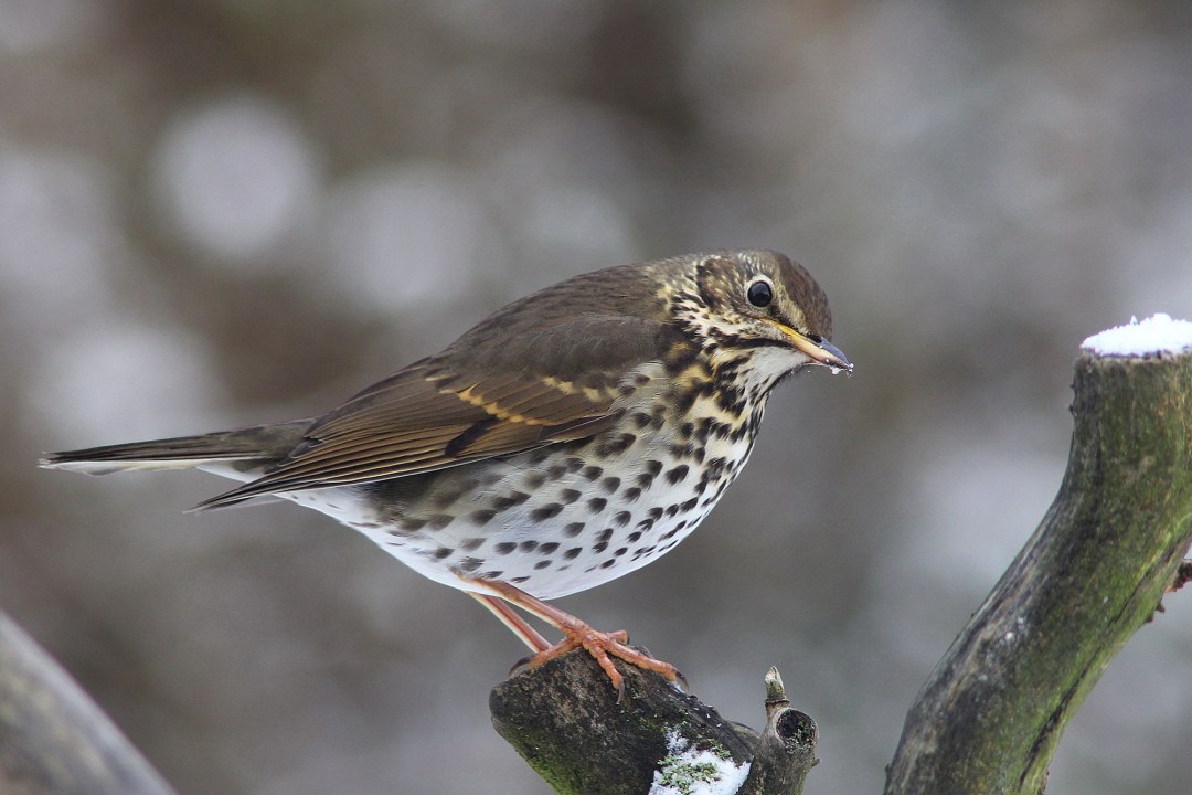 Singdrossel im Winter | © Reinhold Peisker